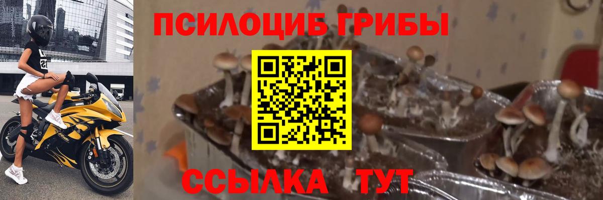 Псилоцибиновые грибы мухоморы  Вход с VPN  Каменск-Шахтинский 